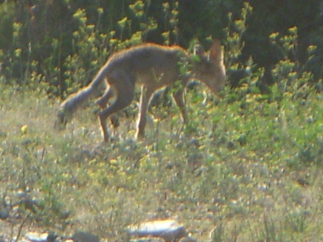 La fameuse B...ête des AAA